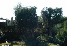 POTATURE  MINI RAGNO PER VILLE